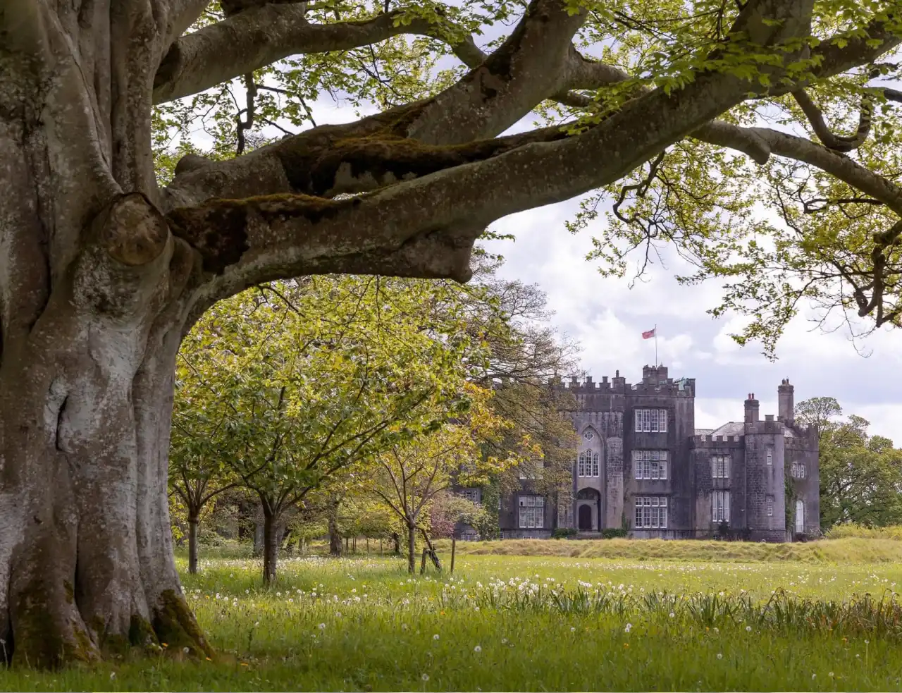 Castle Under Tree Meadow