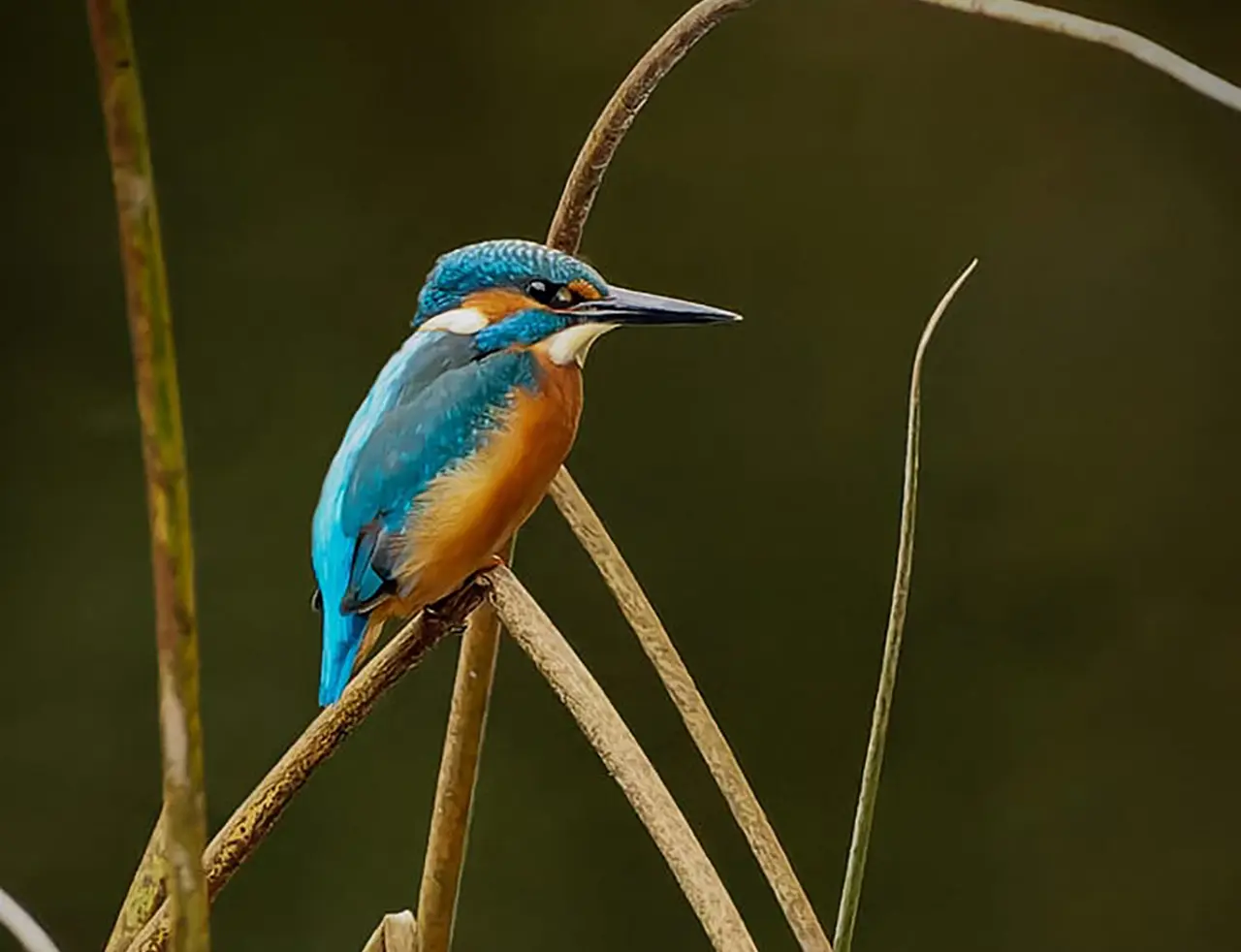 Kingfisher