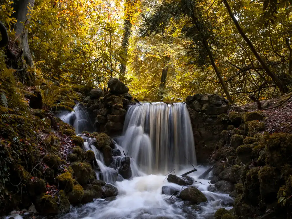 Fernery Waterfall