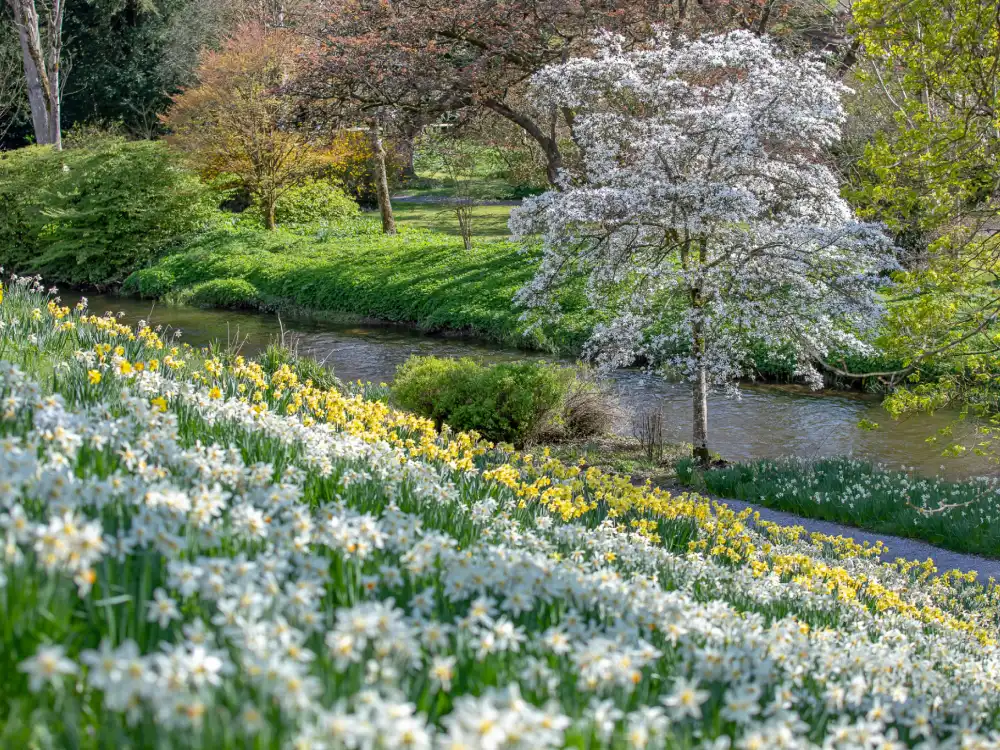 Poet's narcissus