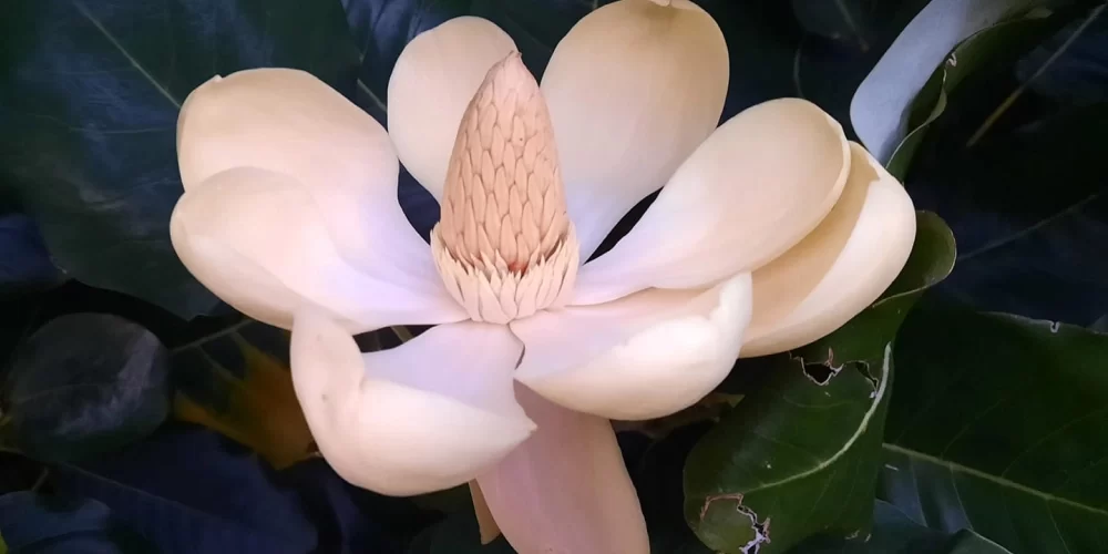 Magnolia delavayi