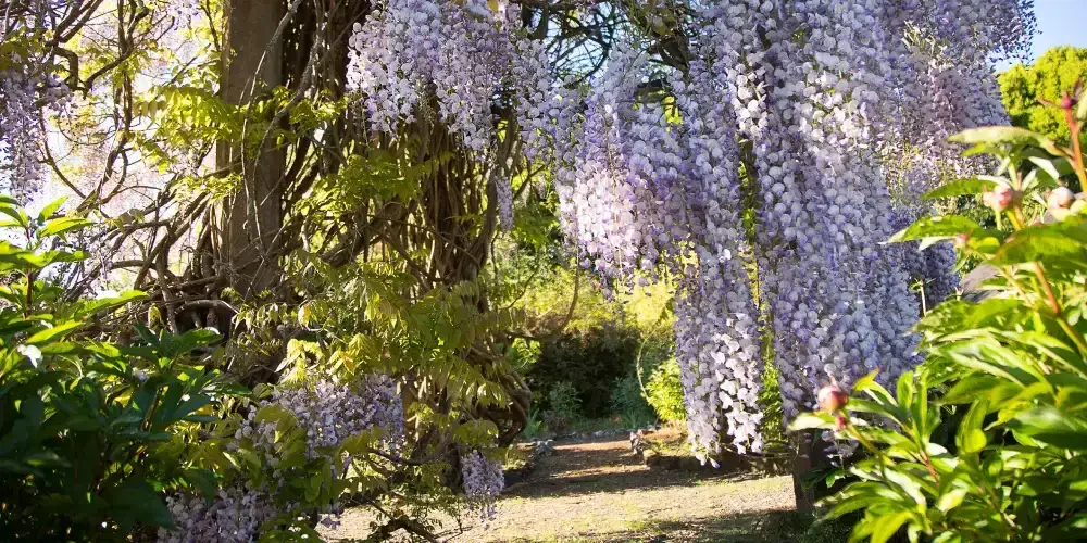 Wisteria