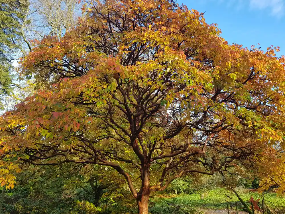 Autumn Colour Tree