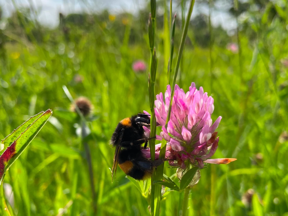 Bee in Meadow