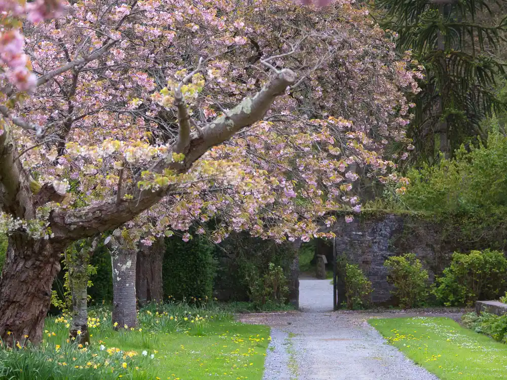 Birr Castle in Bloom