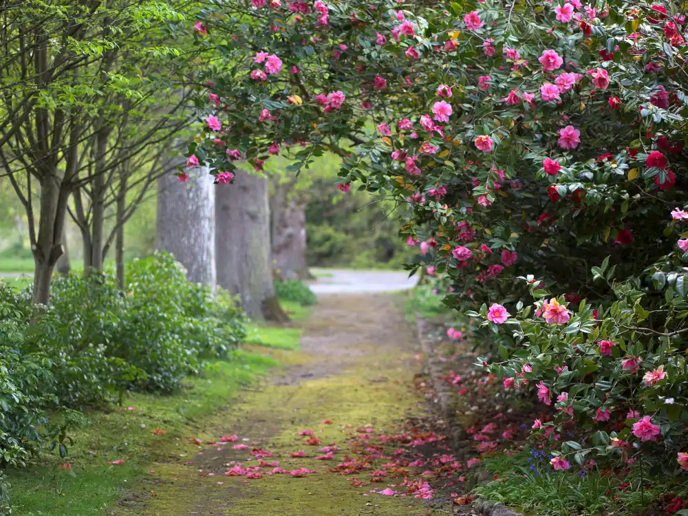 Camelia Walk