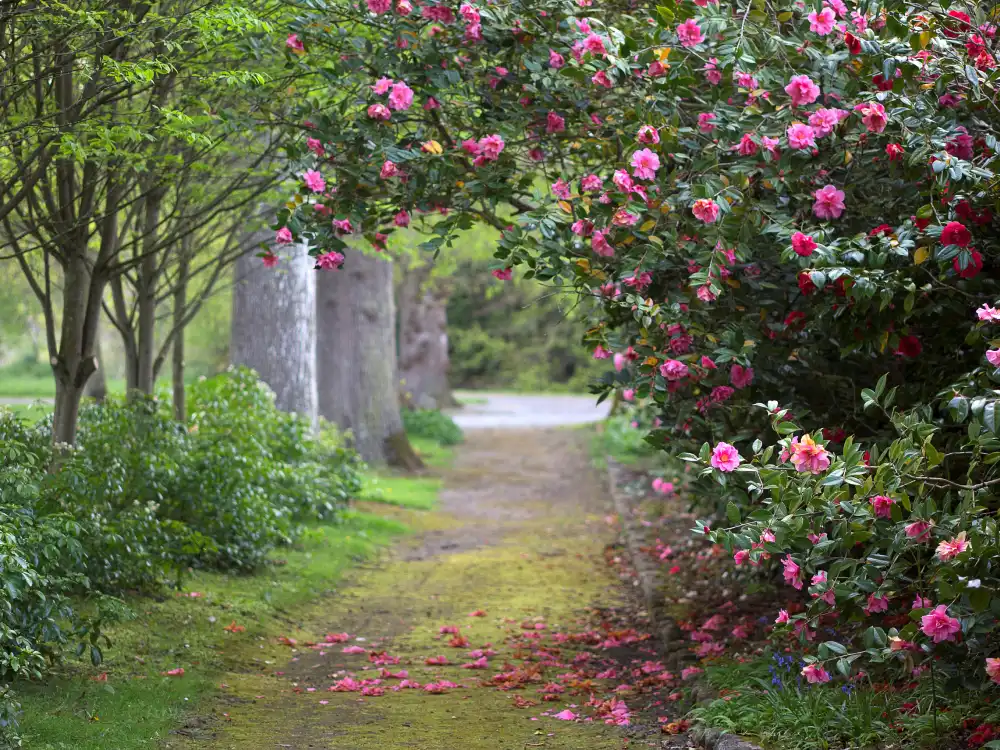 Camelia Walk