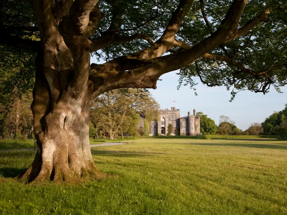 Castle Under Tree Meadow