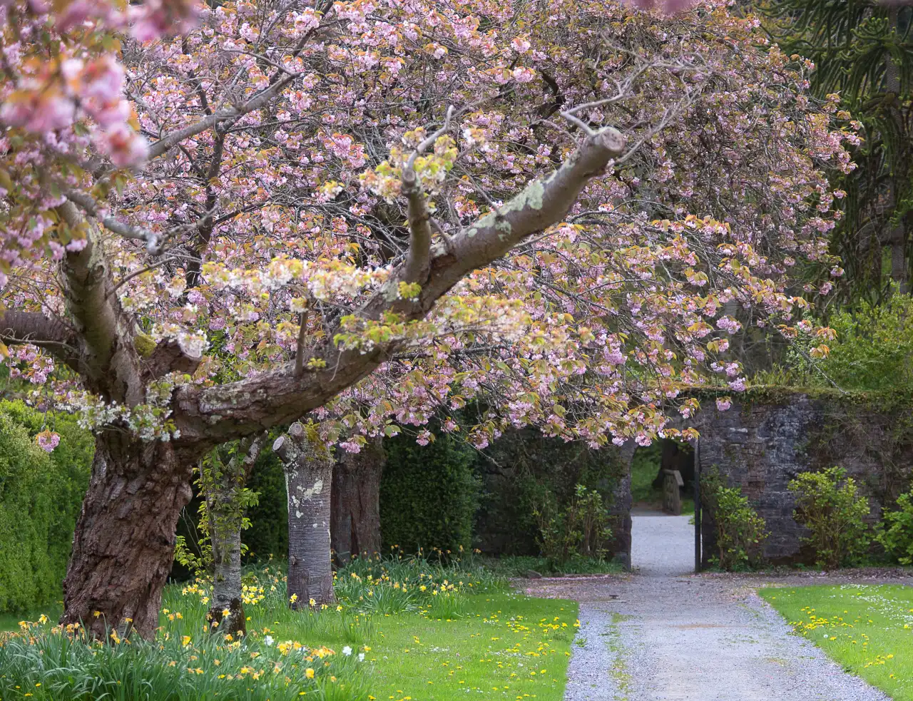 Cherry Blossom Tree Project