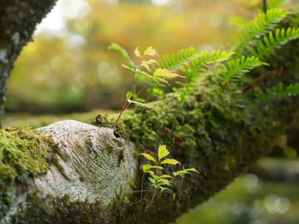 Chinese Tree Fern Growth