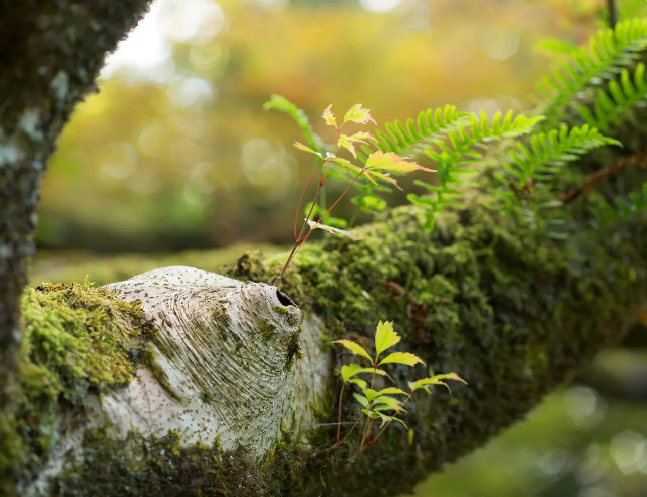 Chinese Tree Fern Growth