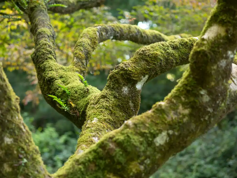 Chinese Tree Fern & Moss Growth