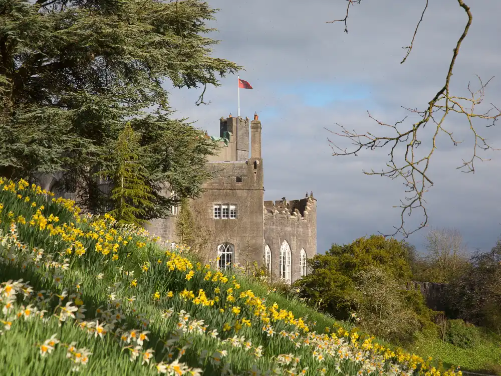 Daffodil Hill with Castle