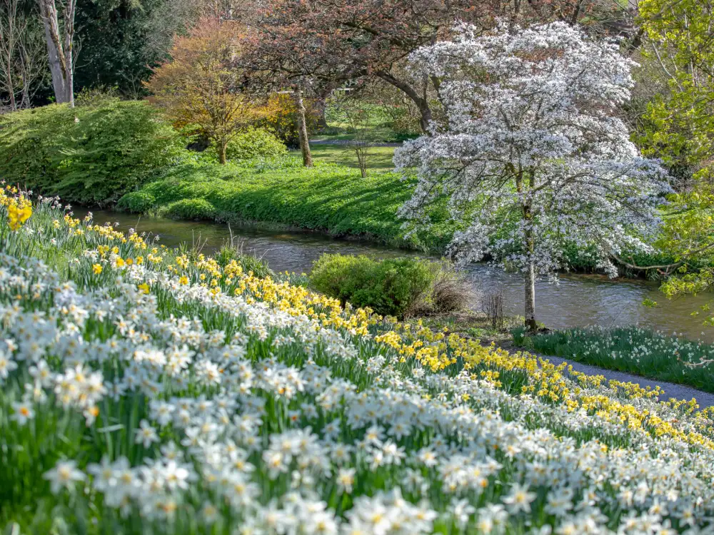 Daffodill Hill