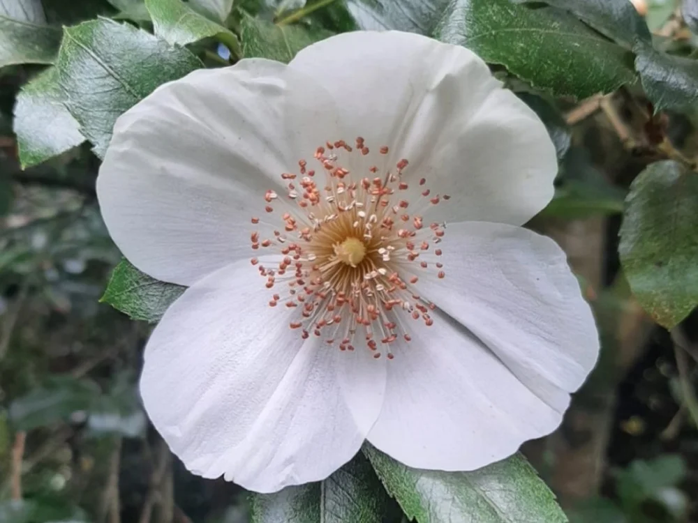 Eucryphia nymansensis