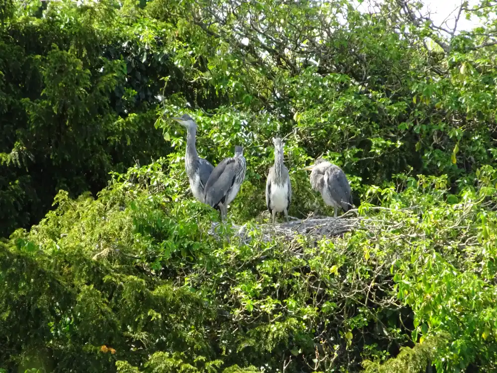 Herons