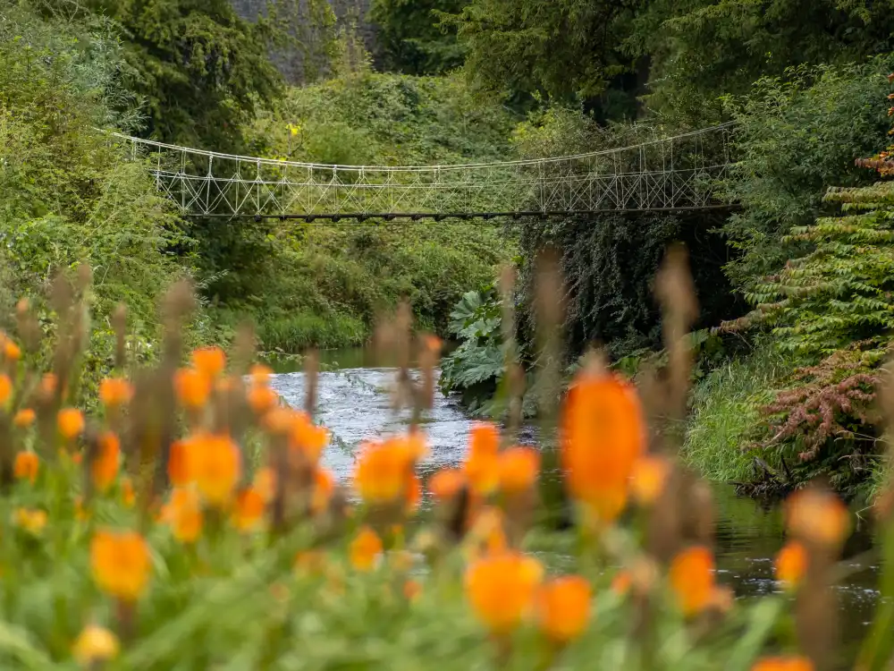 Hot Pokers with Suspension Bridge