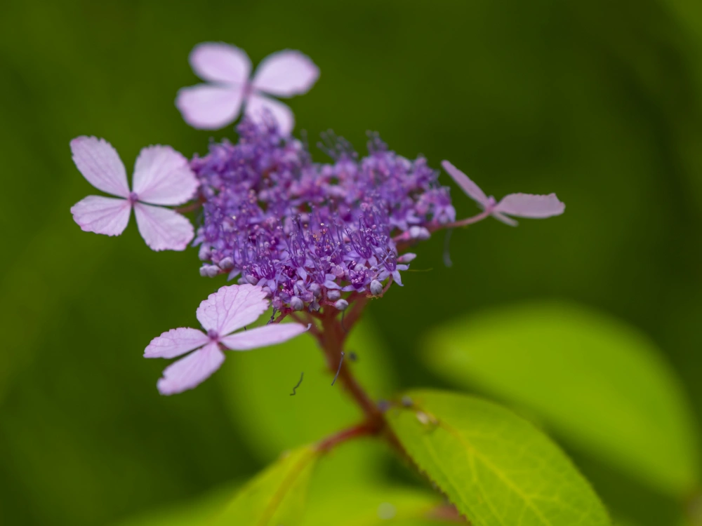 Hydrangea