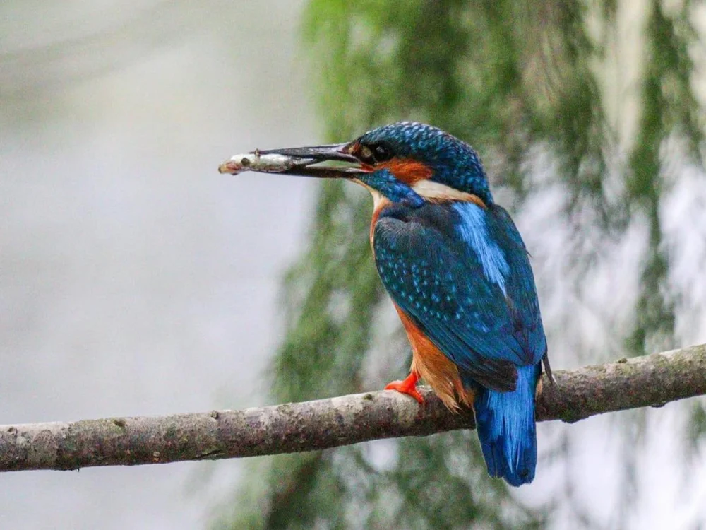 Kingfisher