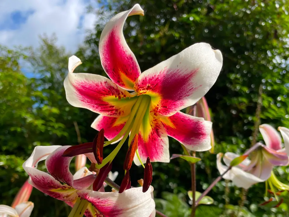 Lilium orientalis