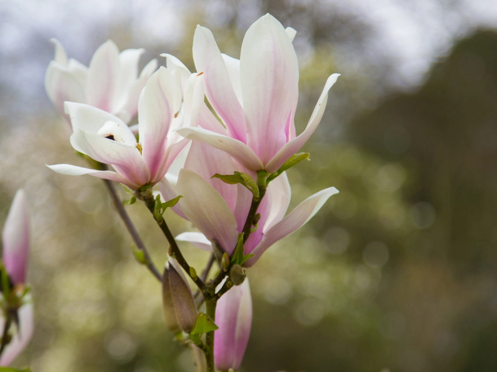 Magnolia Anne Rosse
