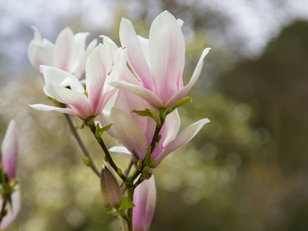 Magnolia Anne Rosse