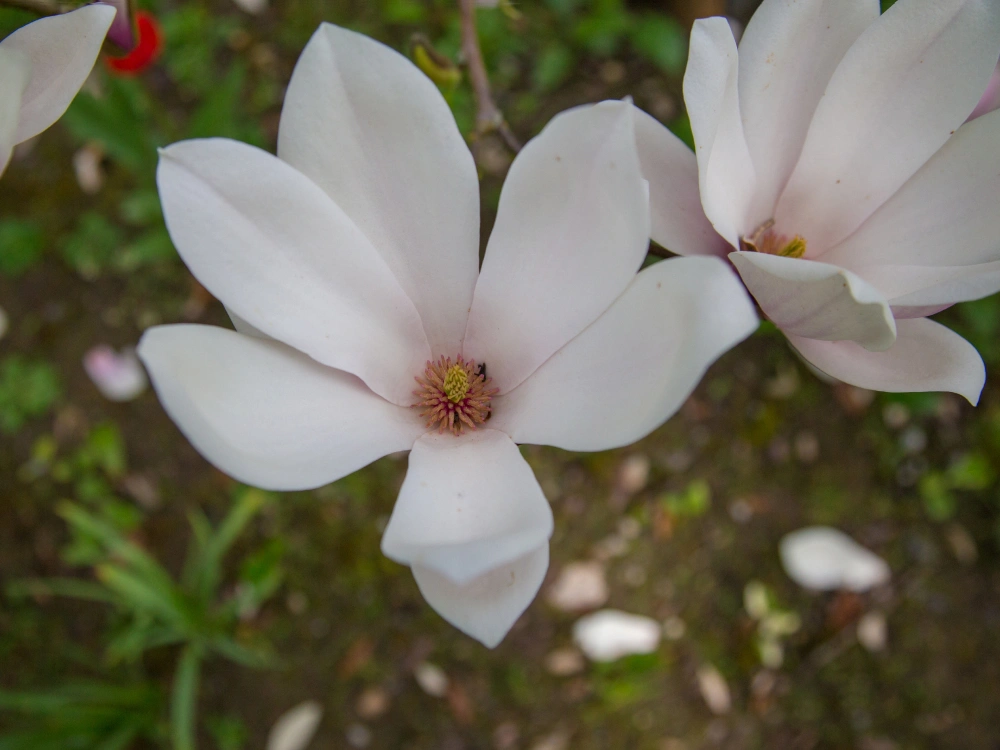 Magnolia Anne Rosse