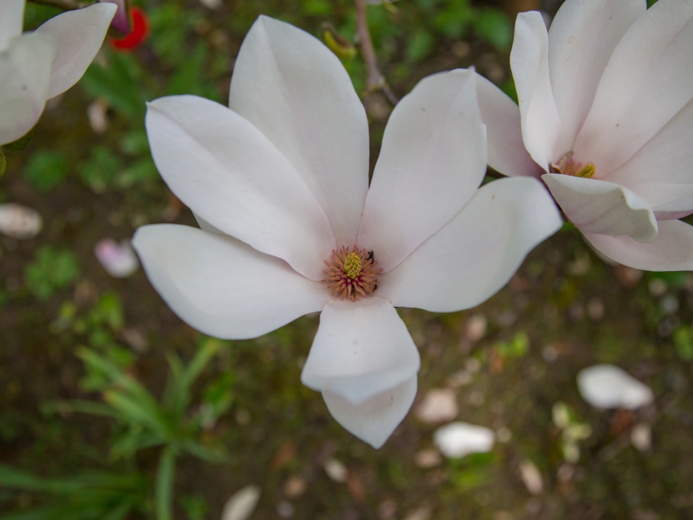 Magnolia Anne Rosse
