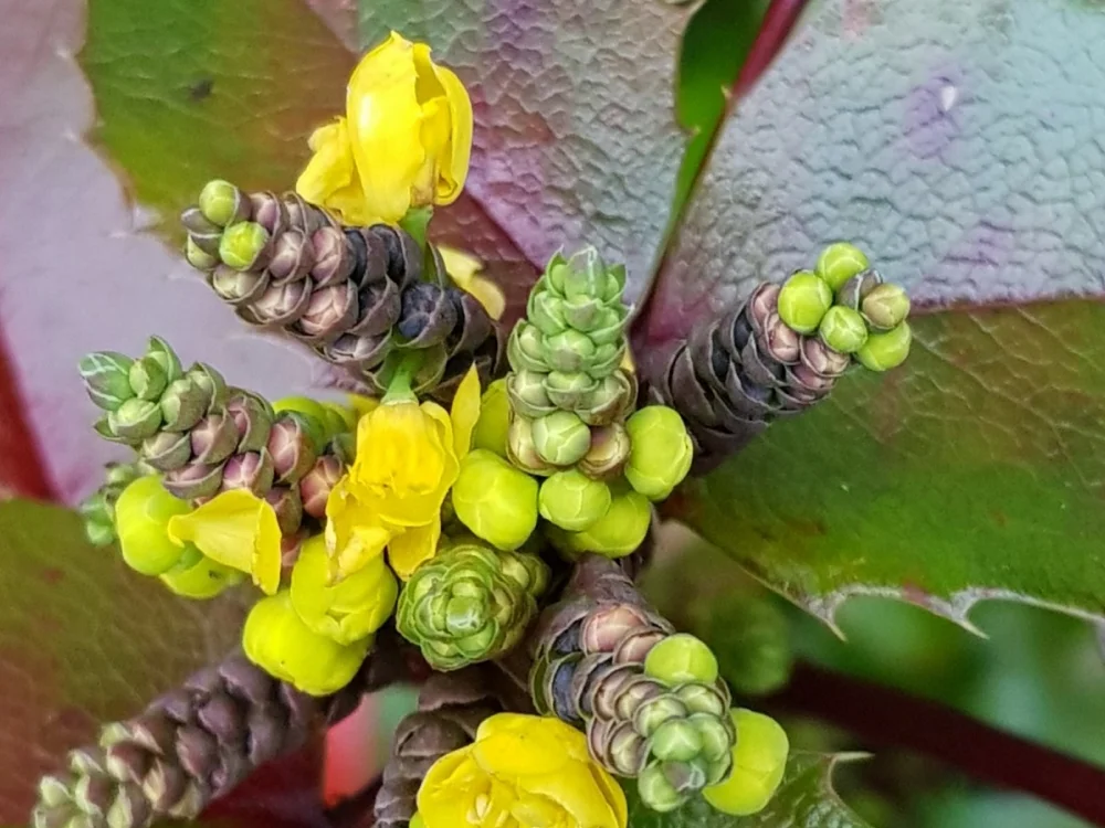 Mahonia