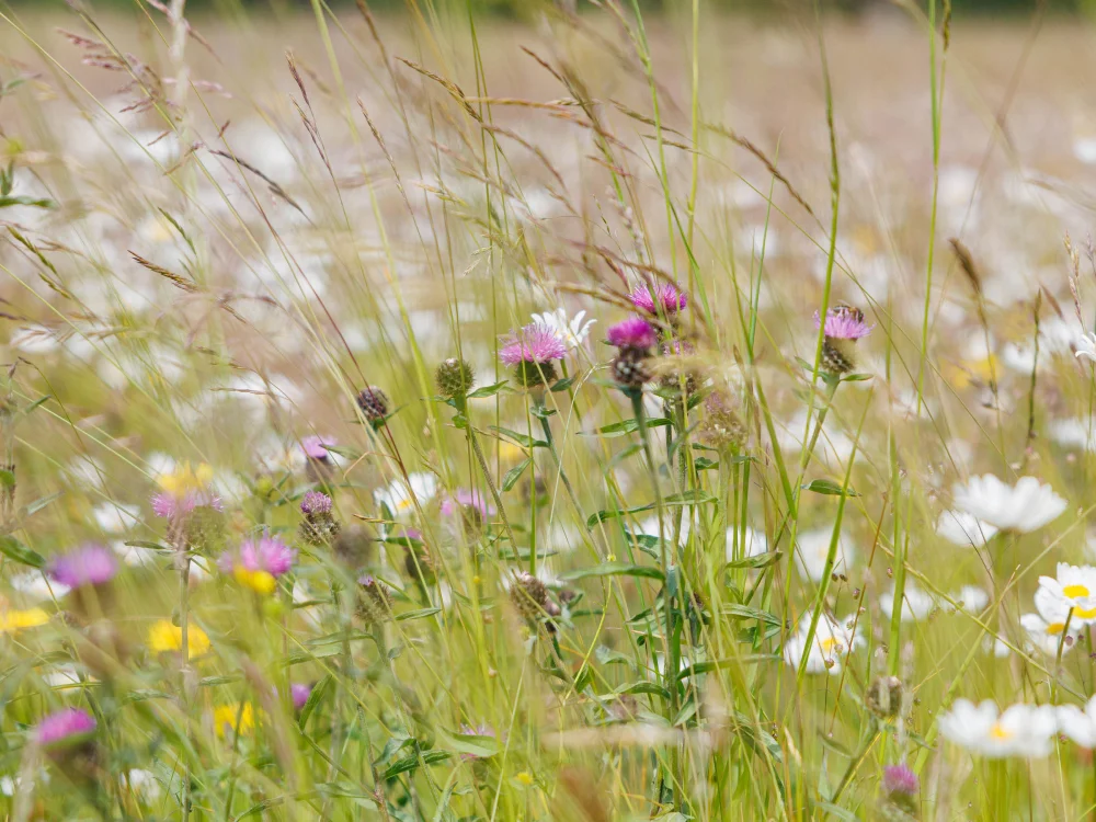 Meadow Flowers