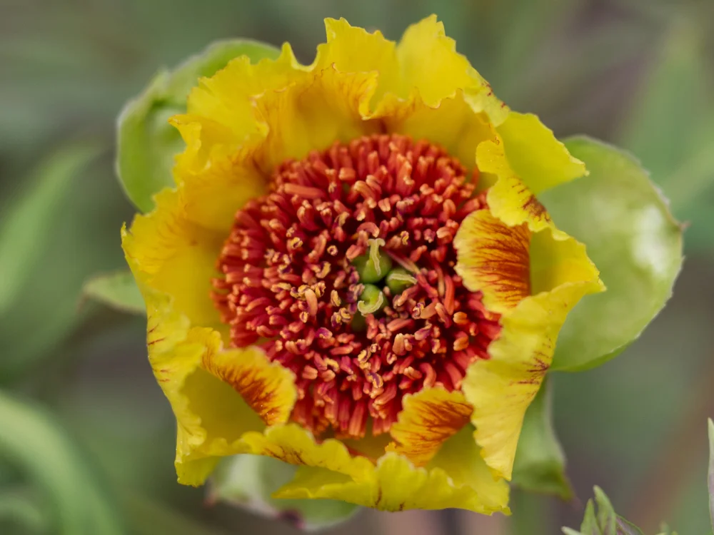 Peonies Anne Rosse