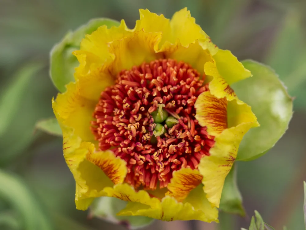 Peonies Anne Rosse