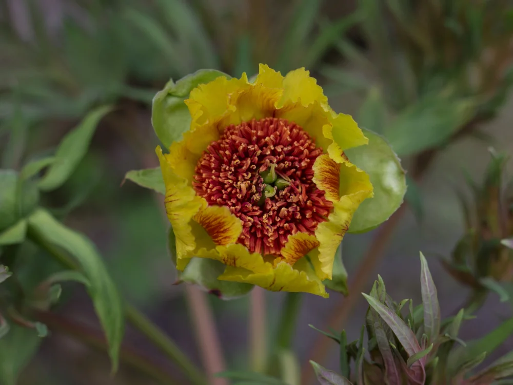 Peony Anne Rosse