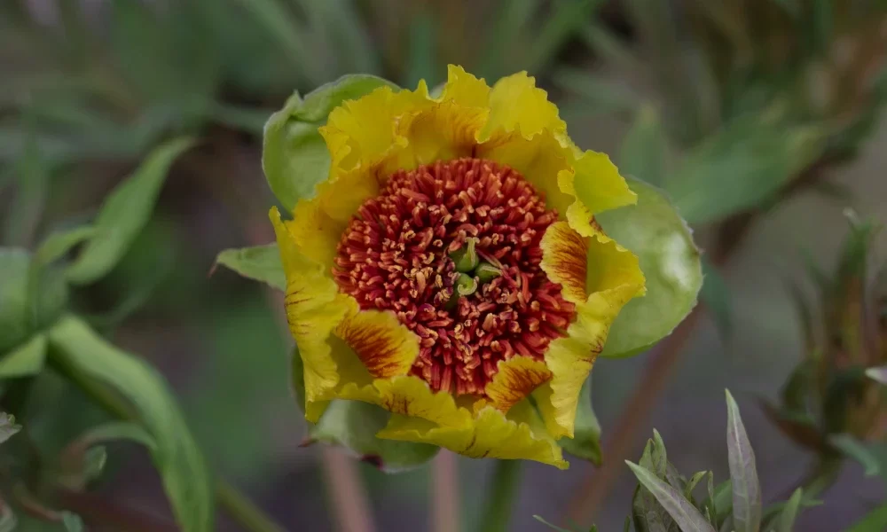 Peony Anne Rosse