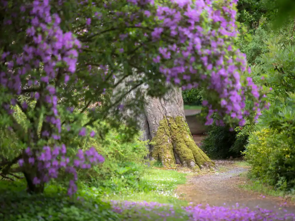 Purple Flower Camelia Walk