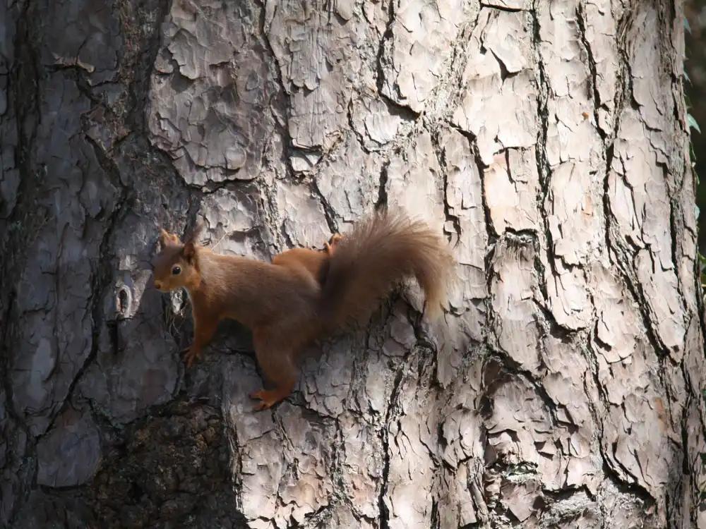 Red squirrel on tree