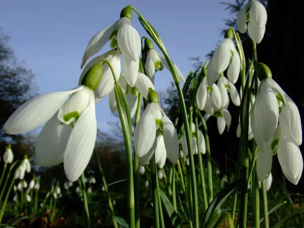 Snowdrops