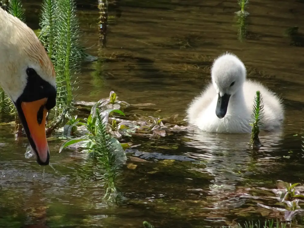 Swan & Cygnet