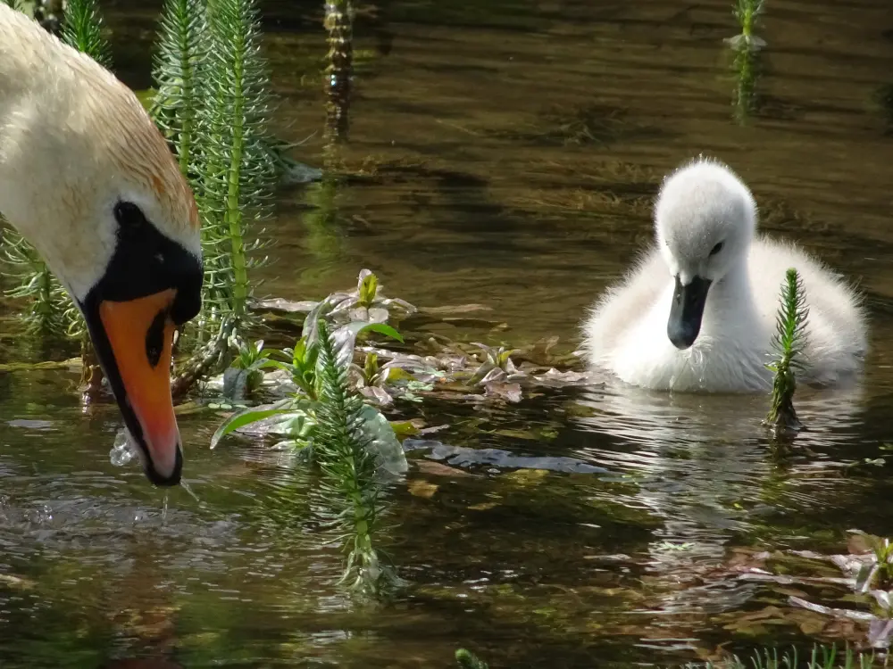 Swan & Cygnet