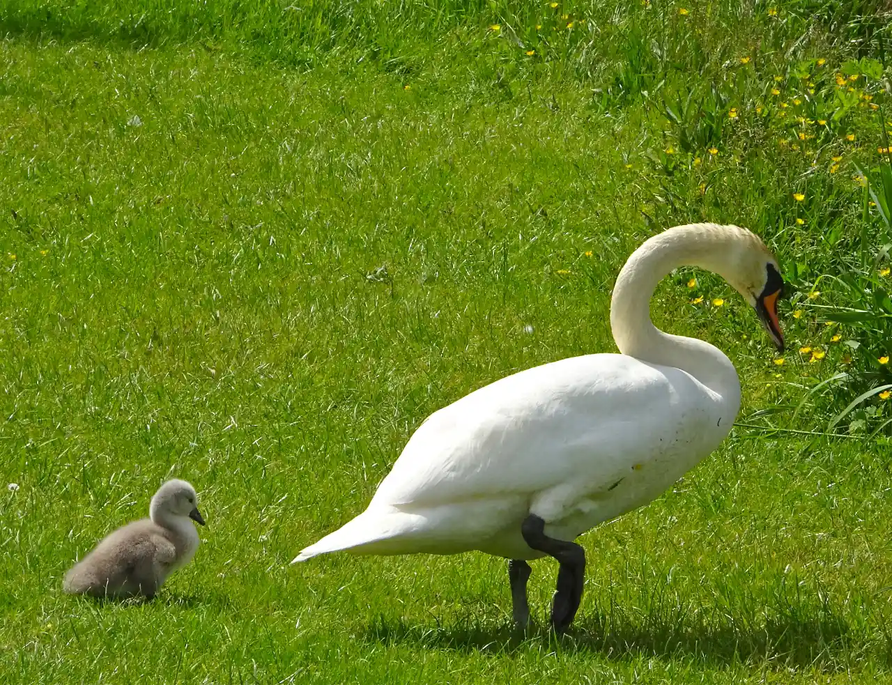 Swan & Cygnet