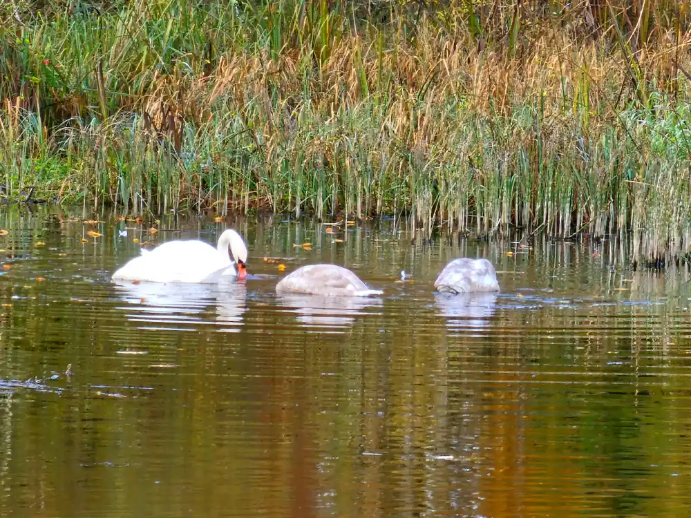 Swans on Lake