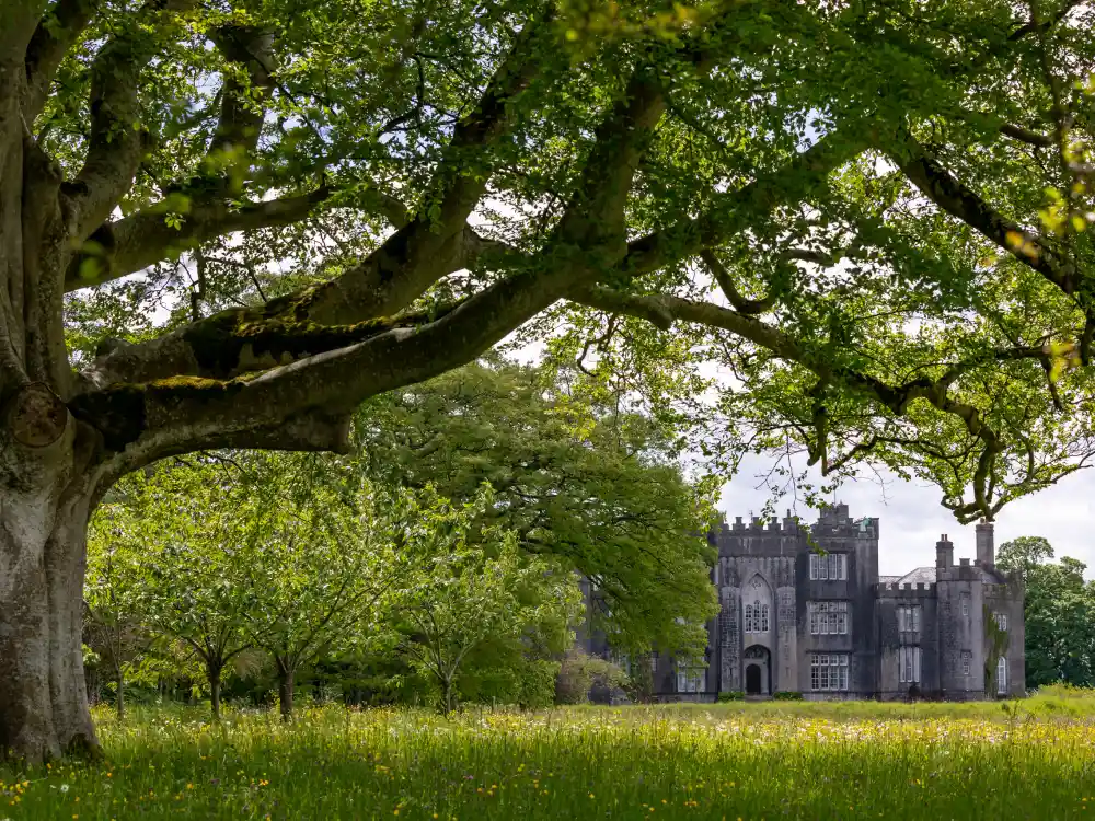 Tree Meadow Castle