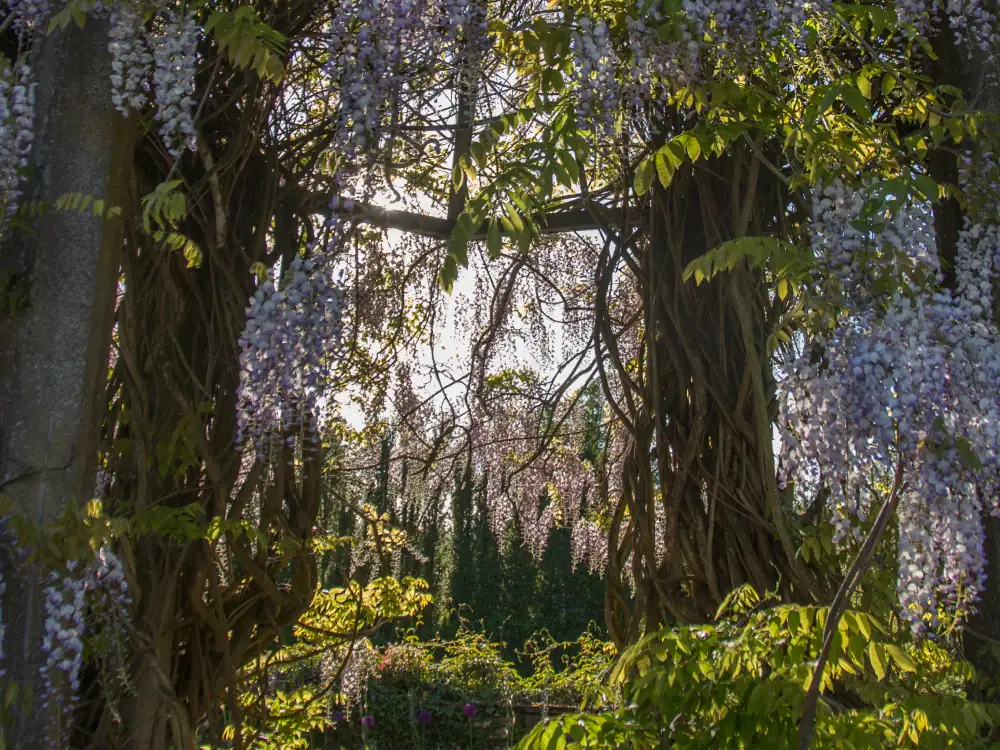 Wisteria