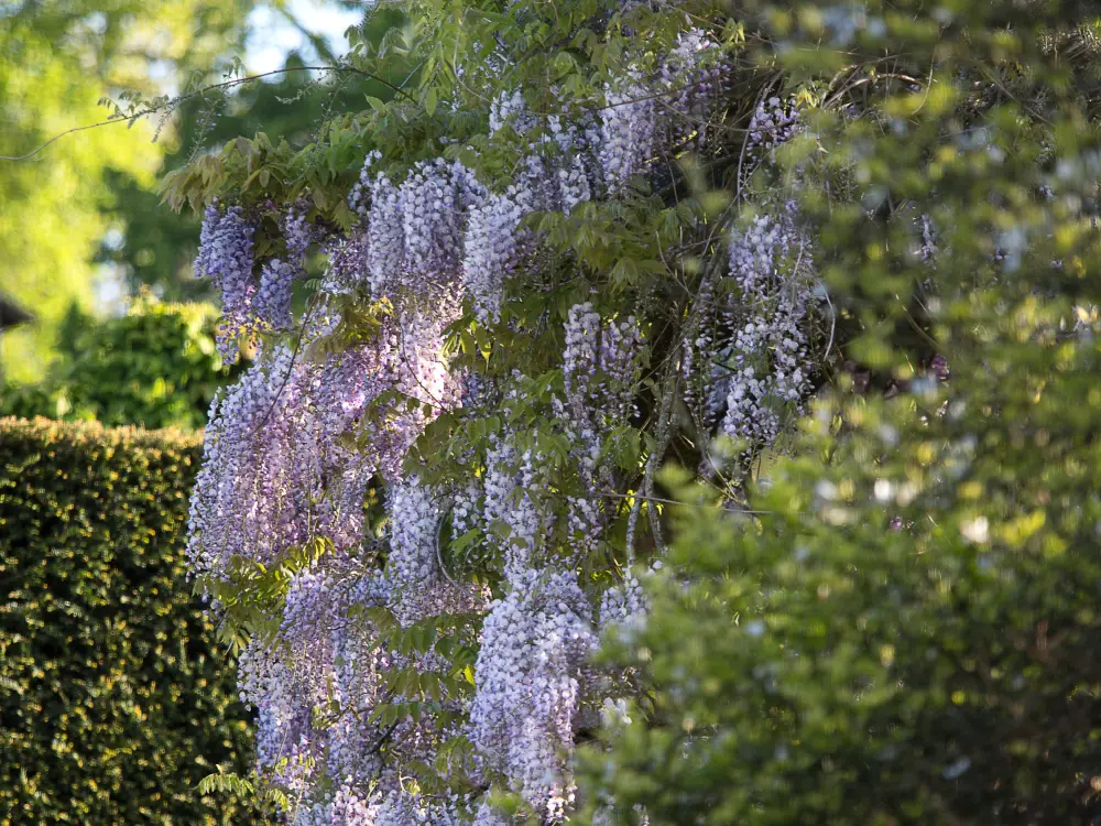 Wisteria