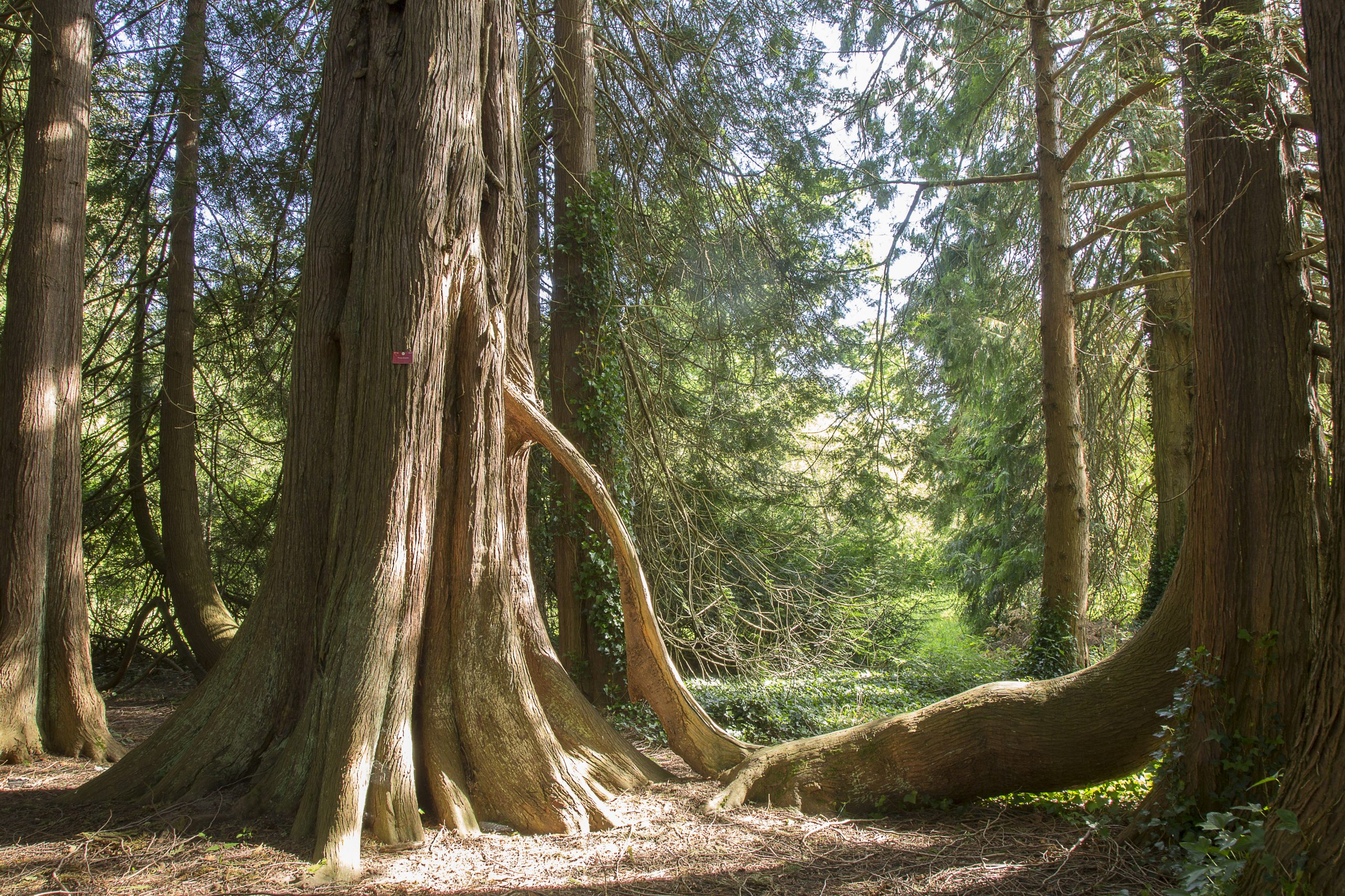 Summer Tree at Birr Castle
