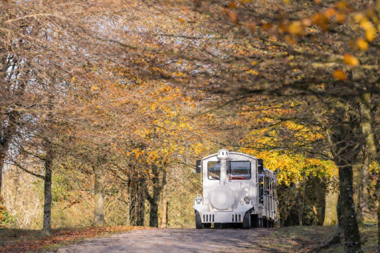 Birr Castle Discovery Train - Beech Avenue
